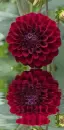 dark red dahlia