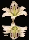 lily