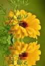 yellow flower