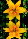 yellow lily