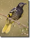 bird