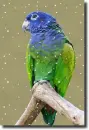 parrot