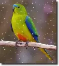 parrot