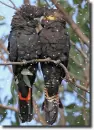 black cockatoos