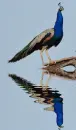 peacock
