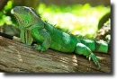 green leguan