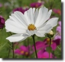 White cosmos