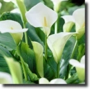 White calla