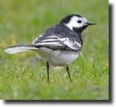 wagtail
