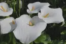 white calla in the rain