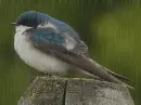 swallow in the rain