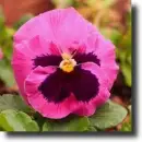 color pansy