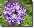 color petunia