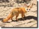 fennec