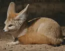 fennec in the rain