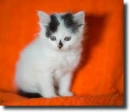 black-white kitty