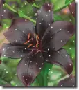 black lily
