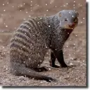 mongoose