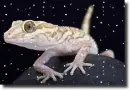 párducgekko