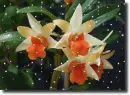 orchid