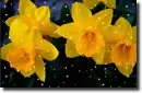 narcissus