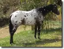 spotted horse