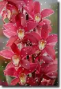 orchid