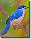 blue vanga