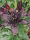 black lily in the rain