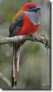 Borneo bird in the rain