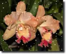 orchid