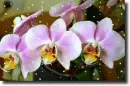 orchid
