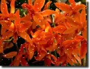 orchid