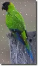 Nanday parrot