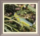 color grashopper