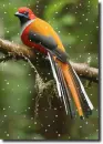 Borneo bird