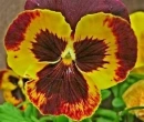 HDR pansy