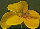 HDR pansy