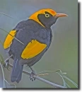 HDR austral bird