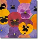 HDR pansies