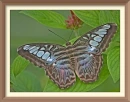 HDR butterfly