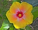 HDR hibiscus
