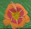 HDR daylily