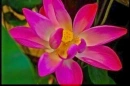 HDR lotus