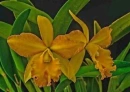 HDR orchid