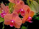 HDR orchid