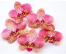 HDR Phalaenopsis