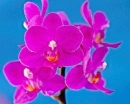 HDR Phalaenopsis