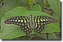 HDR butterfly