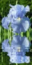 blue iris
